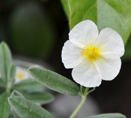 Helianthemum 'The Bride' P9 - afbeelding 3