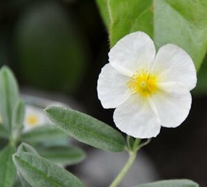 Helianthemum 'The Bride' P9 - afbeelding 3