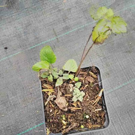 Agastache foeniculum P9 - afbeelding 4