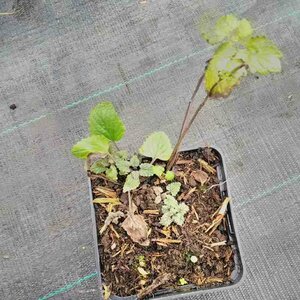 Agastache foeniculum P9 - afbeelding 4