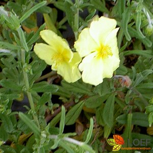Helianthemum 'Golden Queen' P9