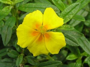 Helianthemum 'Golden Queen' P9 - afbeelding 4