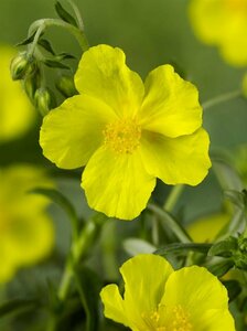 Helianthemum 'Golden Queen' P9 - afbeelding 5