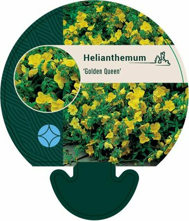 Helianthemum 'Golden Queen' P9 - afbeelding 3
