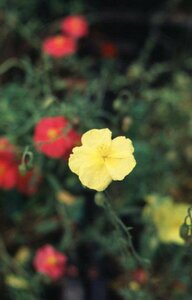 Helianthemum 'Golden Queen' P9 - afbeelding 2