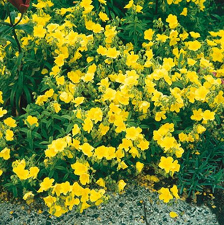 Helianthemum 'Golden Queen' P9 - afbeelding 6