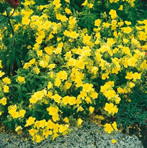 Helianthemum 'Golden Queen' P9 - afbeelding 6
