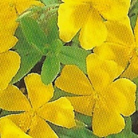 Helianthemum 'Golden Queen' P9 - afbeelding 7