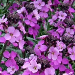 Erysimum 'Bowles' Mauve' C2 - afbeelding 5