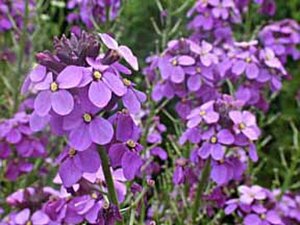 Erysimum 'Bowles' Mauve' C2 - afbeelding 6