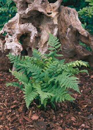 Dryopteris affinis P11 - afbeelding 6