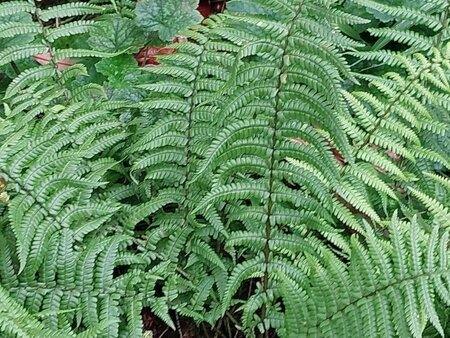 Dryopteris affinis P11 - afbeelding 9