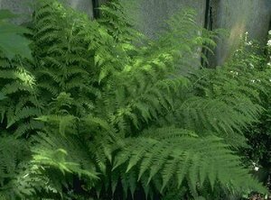 Dryopteris affinis P11 - afbeelding 2