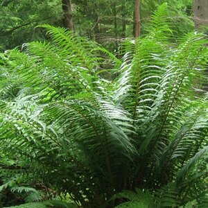 Dryopteris affinis P11 - afbeelding 7