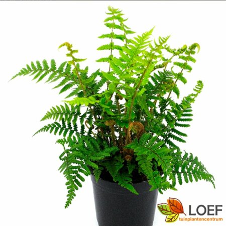Dryopteris affinis P11 - afbeelding 3