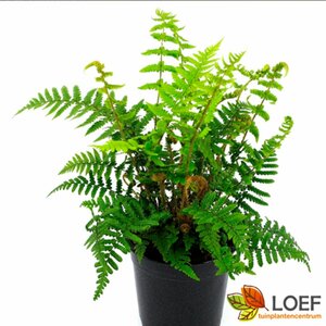 Dryopteris affinis P11 - afbeelding 3
