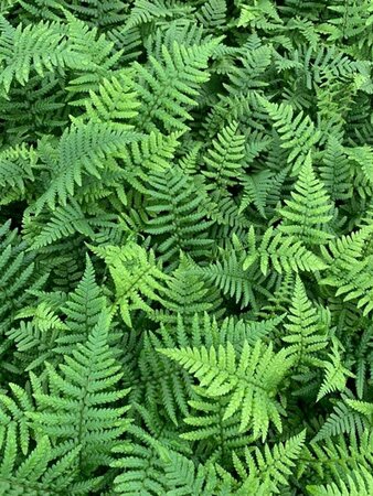 Dryopteris affinis P11 - afbeelding 5