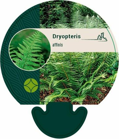 Dryopteris affinis P11 - afbeelding 9