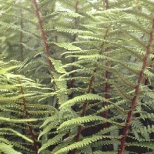 Dryopteris affinis P11 - afbeelding 8
