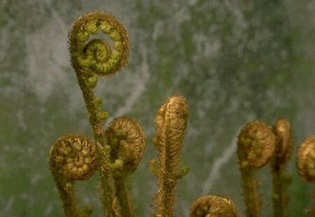 Dryopteris affinis P11 - afbeelding 4