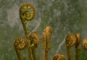 Dryopteris affinis P11 - afbeelding 4