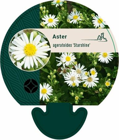 Aster ageratoides 'Starshine' P9 - afbeelding 1