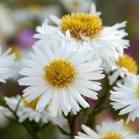 Aster ageratoides 'Starshine' P9 - afbeelding 2