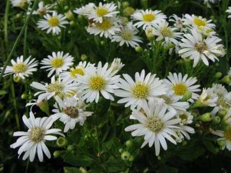 Aster ageratoides 'Starshine' P9 - afbeelding 3