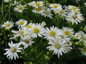 Aster ageratoides 'Starshine' P9 - afbeelding 3