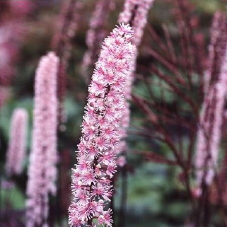 Actaea simplex 'Pink Spike' P9 - afbeelding 5