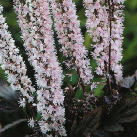 Actaea simplex 'Pink Spike' P9 - afbeelding 7