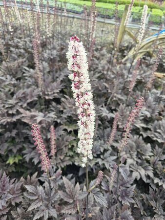 Actaea simplex 'Pink Spike' P9 - afbeelding 8
