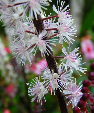 Actaea simplex 'Pink Spike' P9 - afbeelding 6