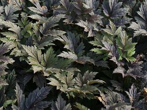 Actaea simplex 'Pink Spike' P9 - afbeelding 9