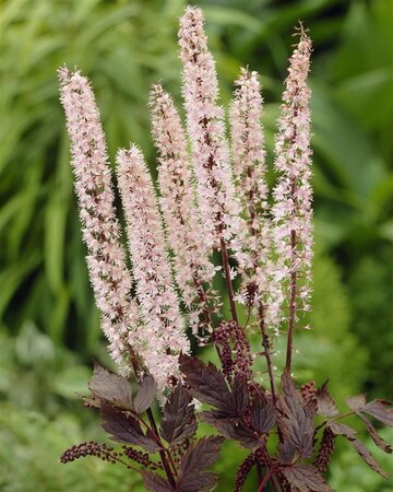 Actaea simplex 'Pink Spike' P9 - afbeelding 1