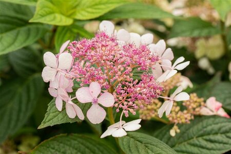 Hydrangea serrata 'Bluebird' - afbeelding 1
