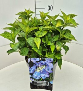 Hydrangea serrata 'Bluebird' - afbeelding 2