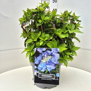 Hydrangea serrata 'Bluebird' - afbeelding 6