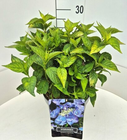 Hydrangea serrata 'Bluebird' - afbeelding 3