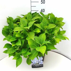 Hydrangea serrata 'Bluebird' - afbeelding 4