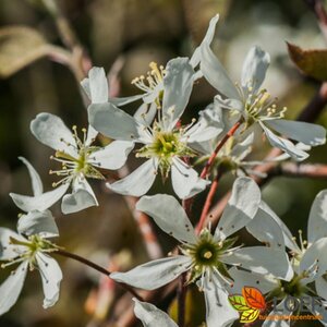 Amelanchier arborea 'Robin Hill' 8-10 C.  - afbeelding 2