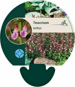 Teucrium lucidrys P9