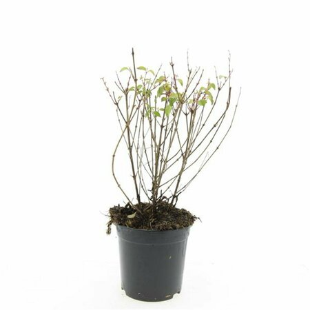 Fuchsia 'Riccartonii' P9 - afbeelding 3
