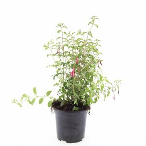 Fuchsia 'Riccartonii' P9 - afbeelding 2