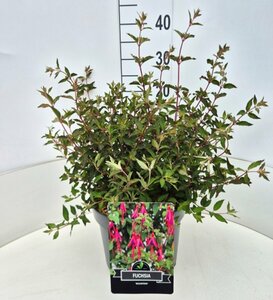 Fuchsia 'Riccartonii' P9 - afbeelding 8