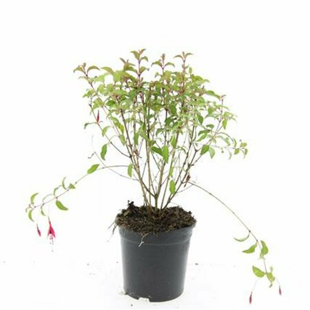 Fuchsia 'Riccartonii' P9 - afbeelding 4