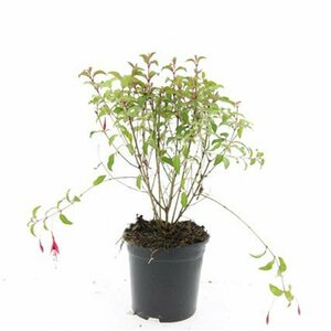 Fuchsia 'Riccartonii' P9 - afbeelding 4
