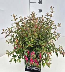 Fuchsia 'Riccartonii' P9 - afbeelding 7