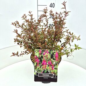 Fuchsia 'Riccartonii' P9 - afbeelding 6