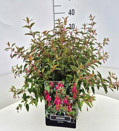 Fuchsia 'Riccartonii' P9 - afbeelding 5